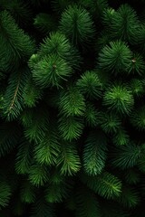 A close up view of a bunch of pine trees. This image can be used to depict nature, forests, or outdoor landscapes.