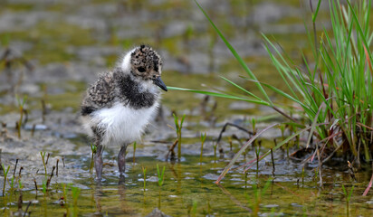 Chick of the Northern lapwing // Kiebitz Küken (Vanellus vanellus) 