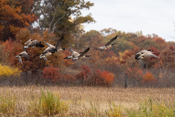 Canada geese fly past beautifully colored trees on an autumn day