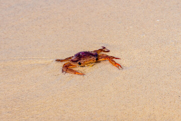 Sea crab on a sand at beach