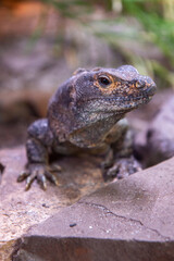 Fototapeta premium black iguana also black ctenosaur also black spiny-tailed iguana (in german Gemeiner Schwarzleguan) Ctenosaura similis