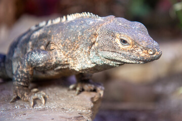 black iguana also black ctenosaur also black spiny-tailed iguana (in german Gemeiner Schwarzleguan) Ctenosaura similis