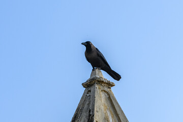 Crow sitting on top of the stone tower