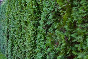 Thuja hedge texture. Gardening hedge background. Selective focus.
