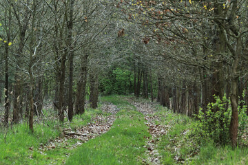 Ścieżka w lesie z nagimi drzewami i zieloną trawą w słoneczny dzień
