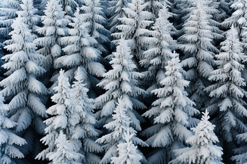 A group of snow covered trees in a forest. Winter pattern background.