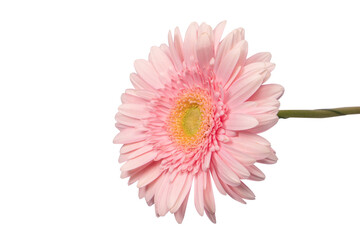 Bright pink gerbera daisy flower isolated on a white.