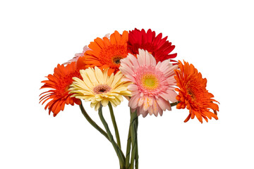 Bouquet of colorful gerbera flowers isolated on white.