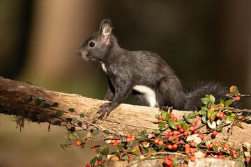Eichhörnchen 2023 © MerkAngela.WH