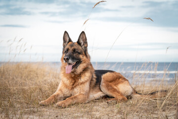 German Shepard on Baltic Beach. Walks by the nature on beach in cloudy day.