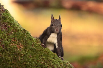 Eichhörnchen 2023 © MerkAngela.WH