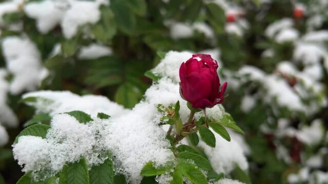 Beautiful red rose under snow. First snow. Romantic winter landscape. Wild rose blooming. Late autumn blossom. Winter mood. Frost. Film grain pixel texture. Soft focus. Live camera. Blur