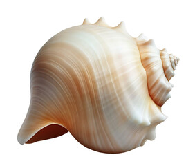 Smooth imaginary seashell, isolated on white background, for use as decoration element