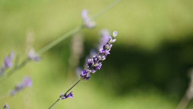 espiga de violeta