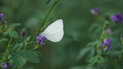 mariposa en busca de nectar
