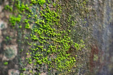 Fern on old wall