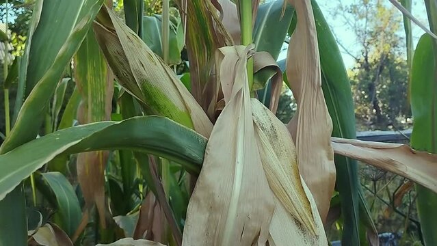 Video of corn stalks. Stock video of harvesting in full HD.