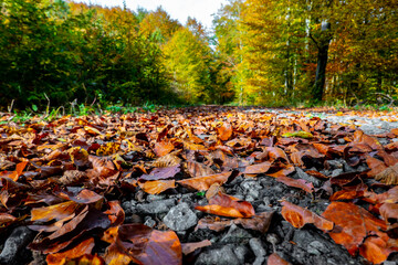 Beautiful autumn nature full of fallen leaves