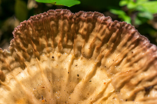 Close up of a Cymatoderma caperatum fungus in Sao Francisco de Paula, South of Brazil