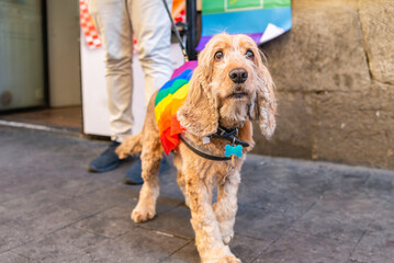 Cocker spaniel with LGBTQ+ pride cloth