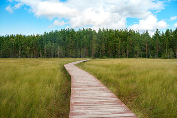 A picturesque wooden walking path through a swamp with tall grass in summer.Quiet Nature Trail,...