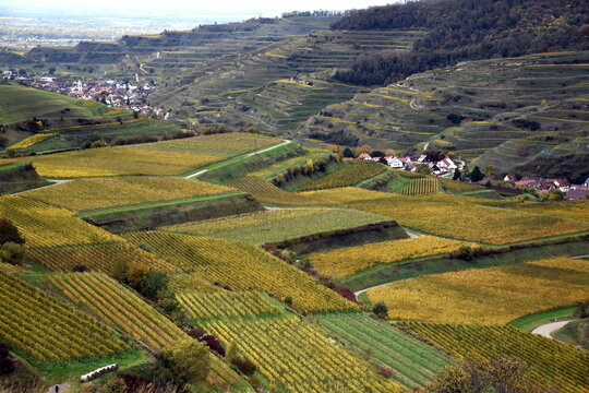 Blick auf Schelingen und Oberbergen im Kaiserstuhl