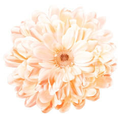 Isolated flower with many petals, intense perfume, natural freshness