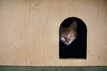 Śpiący kot w drewnianym domku