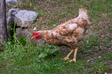 Hen in the meadow grazing on the grass with copy space. Free Range Hen. Chicken on the farm.
