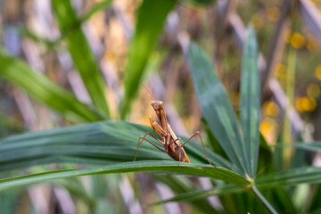Praying mantis on the leaves of a palm tree. In defensive posture, threat display.