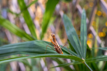 Praying mantis on the leaves of a palm tree. In defensive posture, threat display.