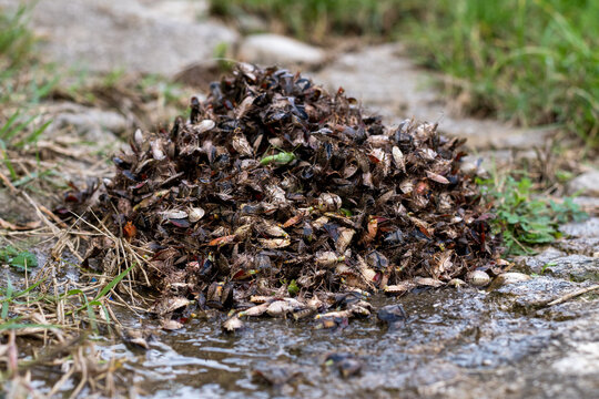 A mountain of dead bugs in the garden of a house during the autumn period. Scientific name Halyomorpha halys.