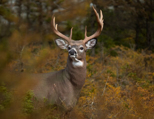 Whitetail deer, huge, buck, close up, forest