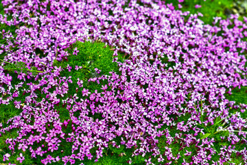 Fototapeta premium Stängellose Leimkraut (Silene acaulis)
