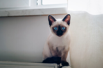 Siamese kitten with blue eyes sitting on the radiator against white wall