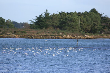 Obraz premium La ria d'Etel, vue prise à partir de la commune de Belz (Bretagne, Morbihan, France)