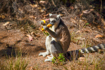 ring-tailed gray lemur in natural environment Madagascar.Close-up, cute primate