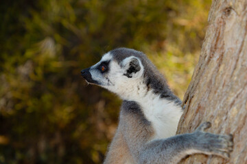 ring-tailed gray lemur in natural environment Madagascar.Close-up, cute primate