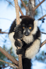 black and white ruffed lemur in its natural habitat, Madagascar