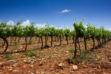 vineyard