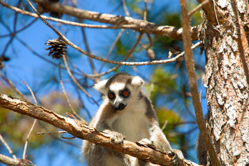 ring-tailed gray lemur in natural environment Madagascar.Close-up, cute primate