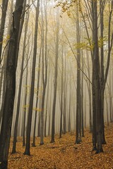 Moody and foggy nature in the morning 
