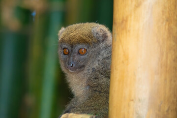 Eastern lesser Bamboo lemur Hapalemur griseus - holding thin tree, closeup detail furry face looking side © Elena