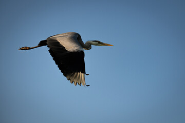Fischreiher im Flug