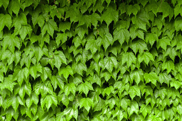 Green plant wall creeper. Green leaves background.