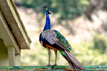 wild peacock roaming free in oahu hawaii