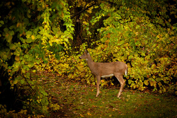 Deer in the Woods