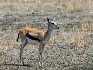 Naklejka na ściany i meble homson's Gazelle in the great plains of Serengeti ,Tanzania, Africa
