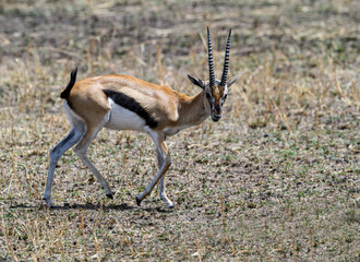 Thomson's Gazelle walking in the great plains of Serengeti ,Tanzania, Africa