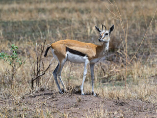 Naklejka na ściany i meble Thomson's Gazelle in the great plains of Serengeti ,Tanzania, Africa